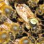 Бакфастские пчелы